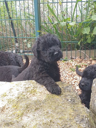 Riesenschnauzer vom Hundshaus 1