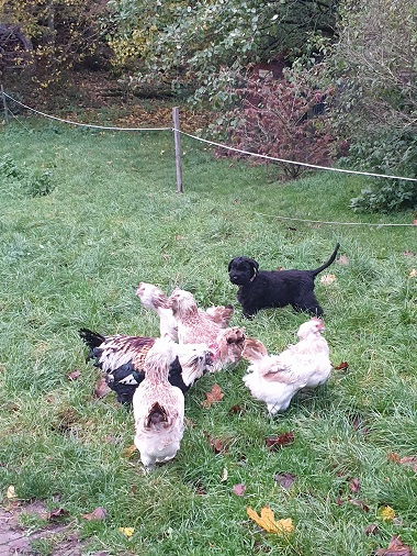 Riesenschnauzer vom Hundshaus 10