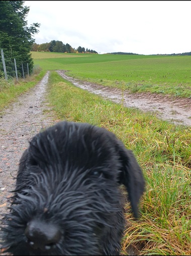 Riesenschnauzer vom Hundshaus 19