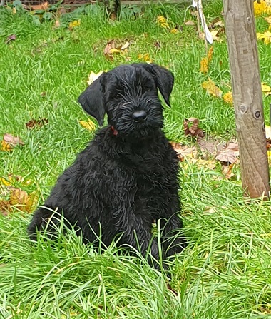 Riesenschnauzer vom Hundshaus 3