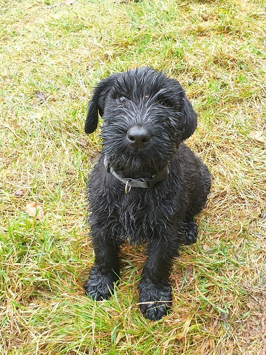 Riesenschnauzer vom Hundshaus 6