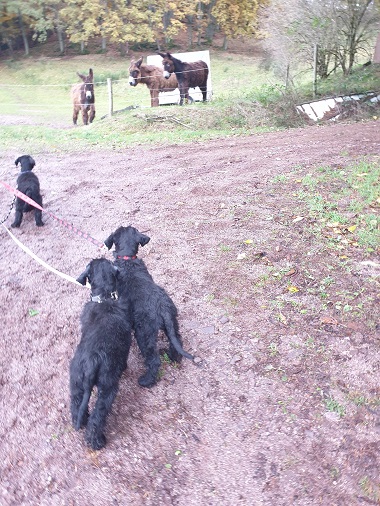 Riesenschnauzer vom Hundshaus 7