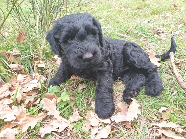 Riesenschnauzer vom Hundshaus 10