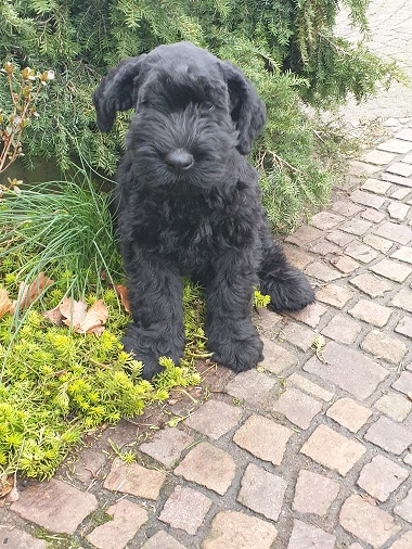 Riesenschnauzer vom Hundshaus 2