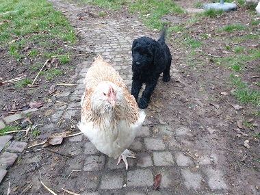 Riesenschnauzer vom Hundshaus 5