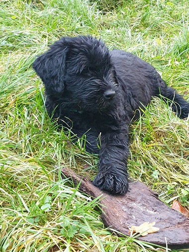 Riesenschnauzer vom Hundshaus 6