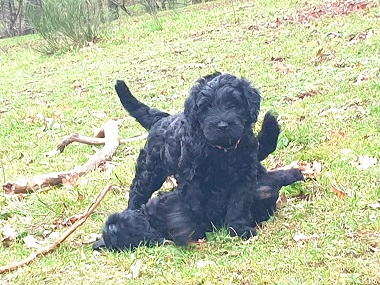 Riesenschnauzer vom Hundshaus 7