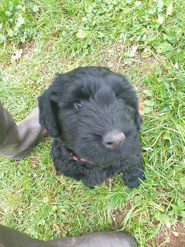 Riesenschnauzer vom Hundshaus 8