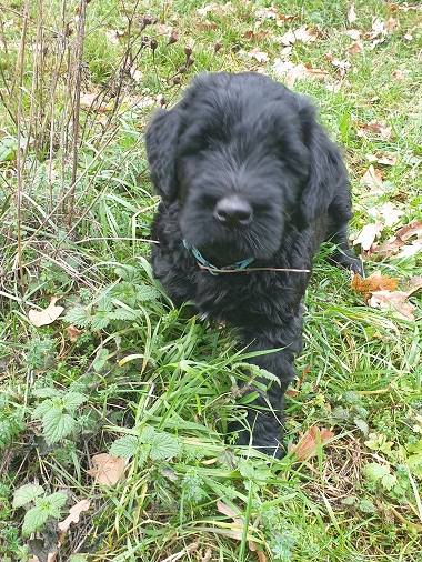 Riesenschnauzer vom Hundshaus 9