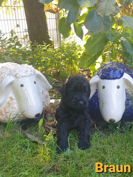 Riesenschnauzer vom Hundshaus