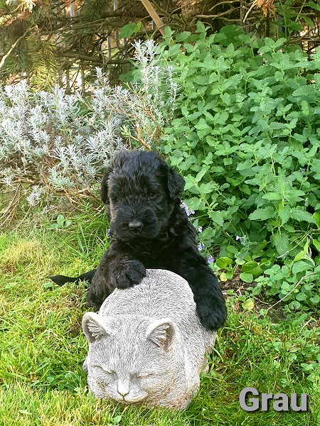 Riesenschnauzer vom Hundshaus 2